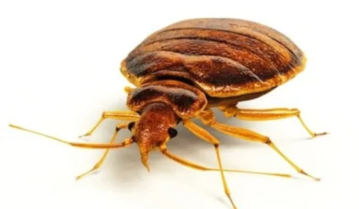 Quels sont les dangers d’une invasion de punaise de lit ? Réponse de notre spécialiste 3D