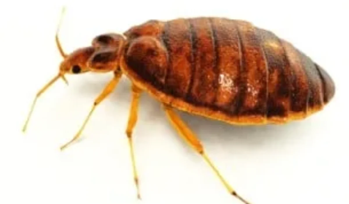 Comment reconnaître une infestation de punaises de lit ? Nos conseils !