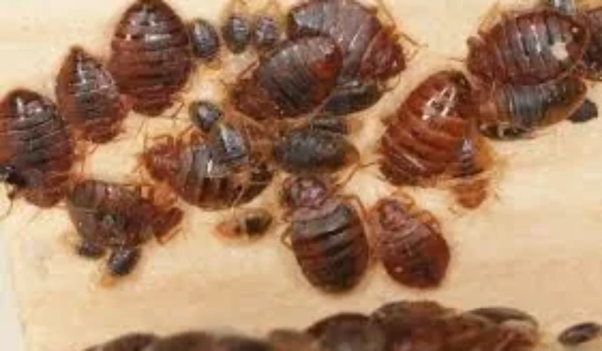 Grabels : infestation de nuisibles dans une résidence