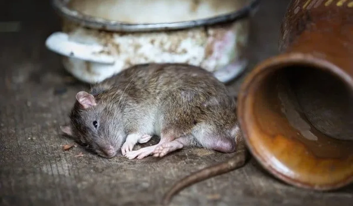 Comment éliminer définitivement les rats d’une maison ?