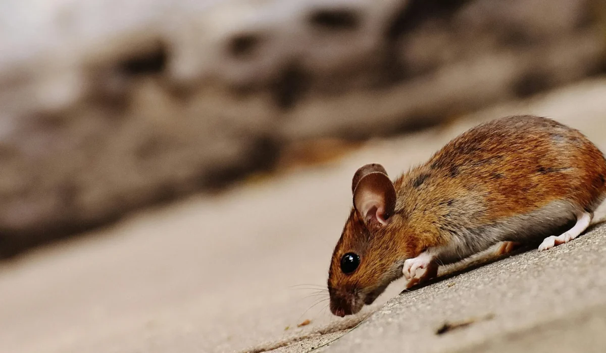 10 astuces pour chasser les souris de votre maison sans produit chimique