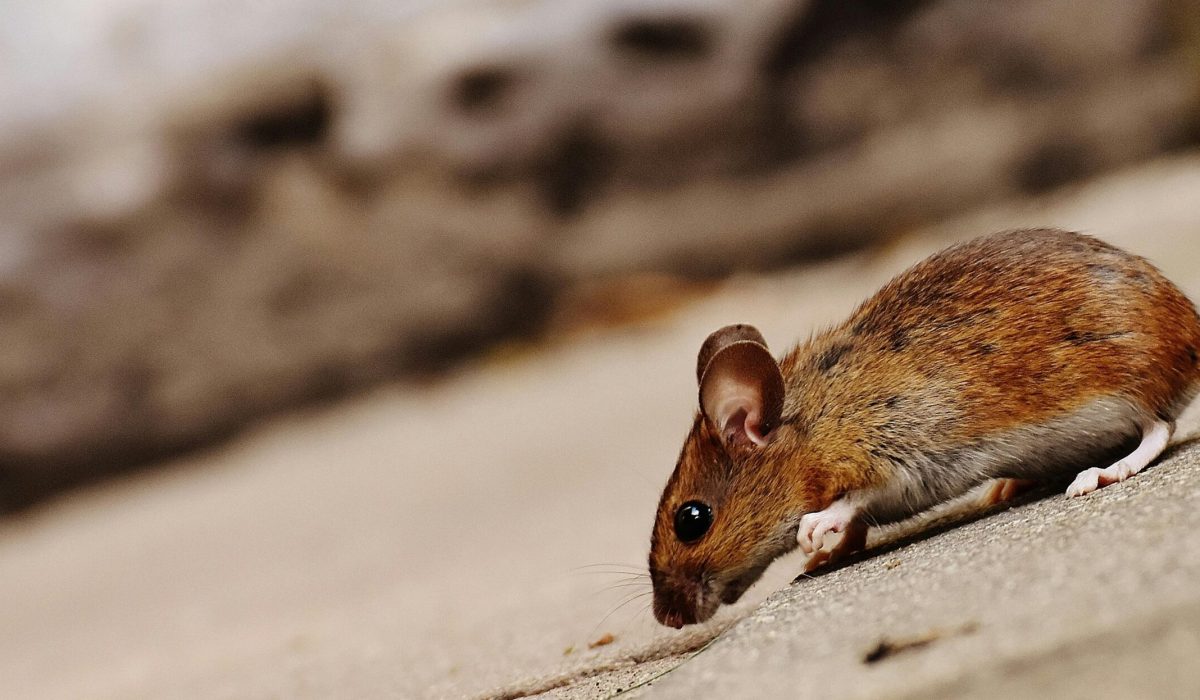 éliminer les souris dans un appartement ou une maison