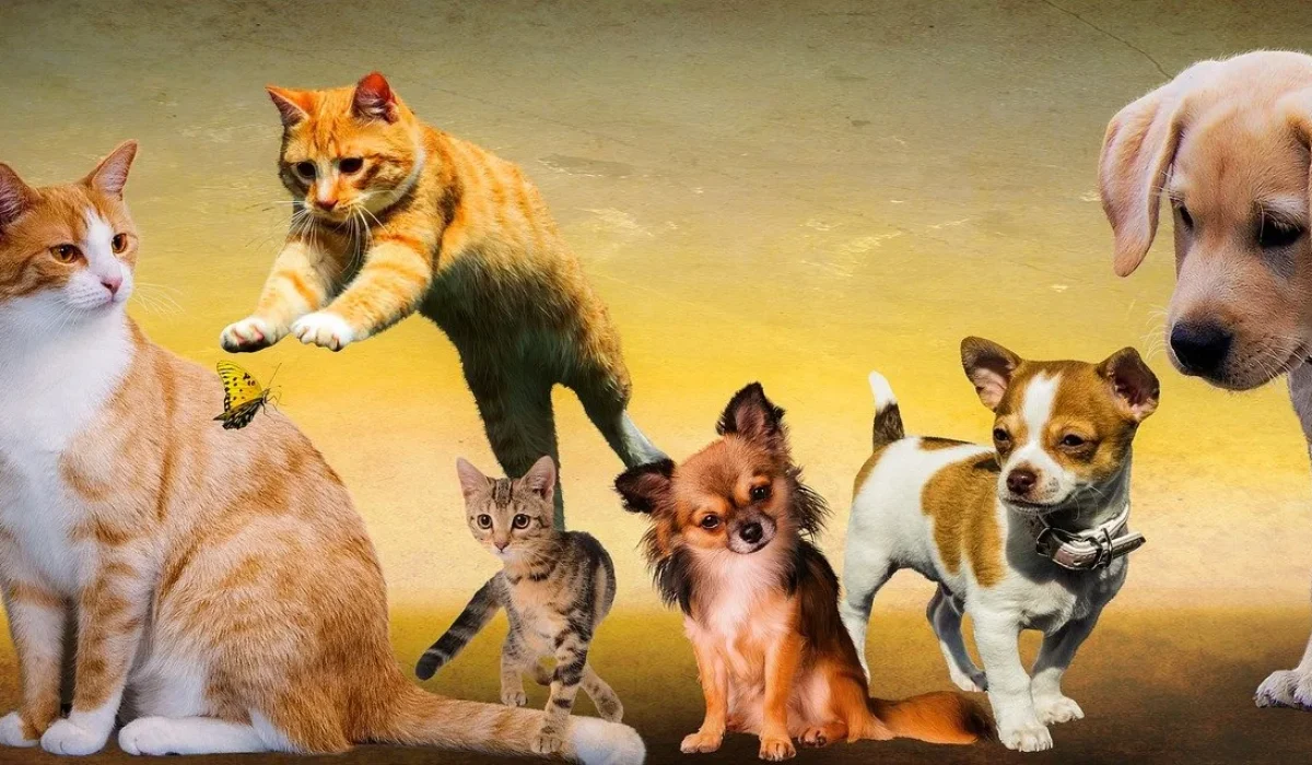 Quel est l’impact du syndrome de Noé sur le bien être des animaux ? Pourquoi parle t on de maltraitance animale ?