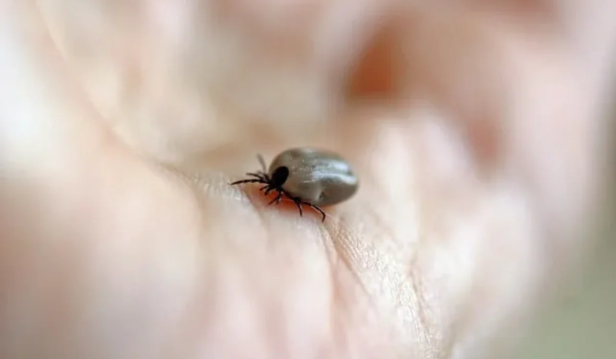 Quelles sont les maladies transmises par les insectes, les tiques… ?