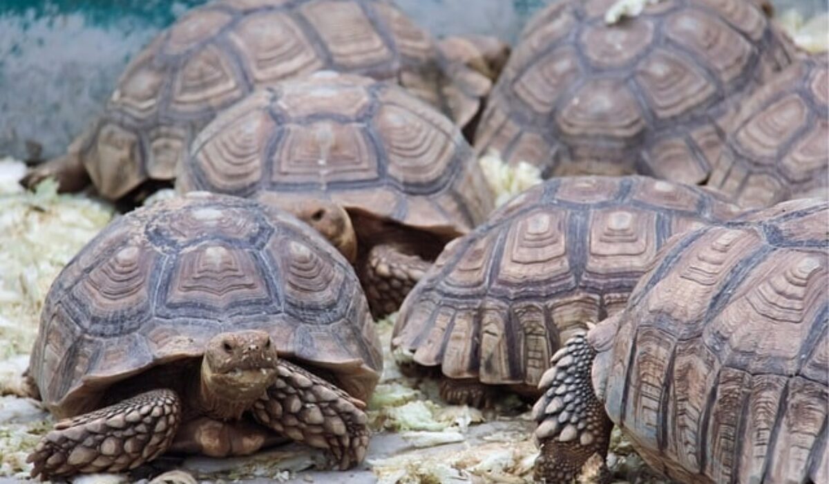 syndrome de noe tortues